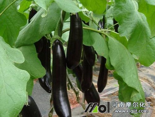 茄子葉面肥使用方法 茄子葉面肥使用方法