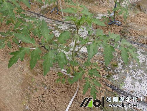 番茄苗噴施葉面肥時(shí)間 番茄苗噴施葉面肥時(shí)間