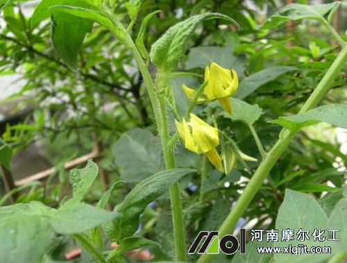 西紅柿幼苗噴施葉面肥時(shí)間 西紅柿幼苗噴施葉面肥時(shí)間