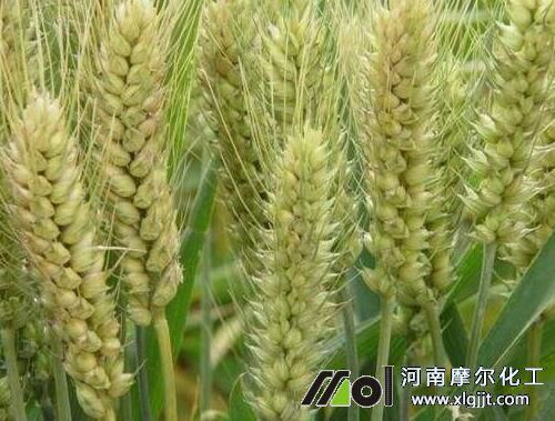 灌漿和乳熟噴施磷酸二氫鉀葉面肥 灌漿和乳熟噴施磷酸二氫鉀葉面肥