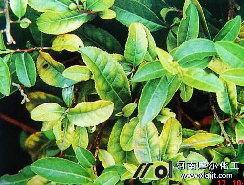 茶樹(shù)缺鎂表現(xiàn)癥狀 茶樹(shù)缺鎂表現(xiàn)癥狀