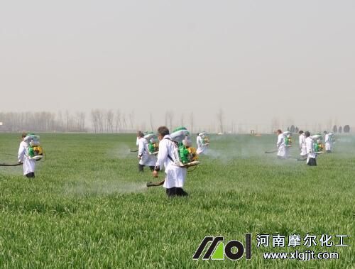 葉面肥噴施 葉面肥噴施