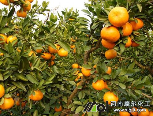 葉面肥噴施柑橘方法 葉面肥噴施柑橘方法