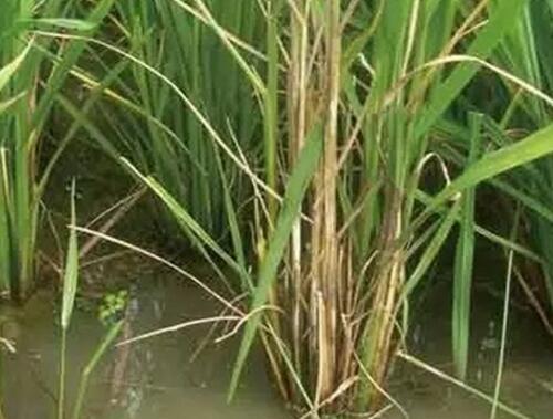 水稻分蘗期 水稻分蘗期
