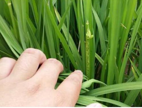 水稻抽穗期 水稻抽穗期