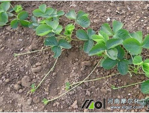 草莓萌芽及苗期 草莓萌芽及苗期