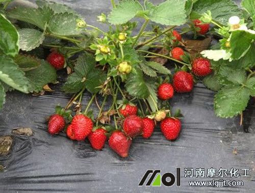 草莓結(jié)果旺盛生長期 草莓結(jié)果旺盛生長期