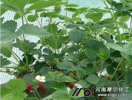 草莓現(xiàn)蕾和開花期 草莓現(xiàn)蕾和開花期