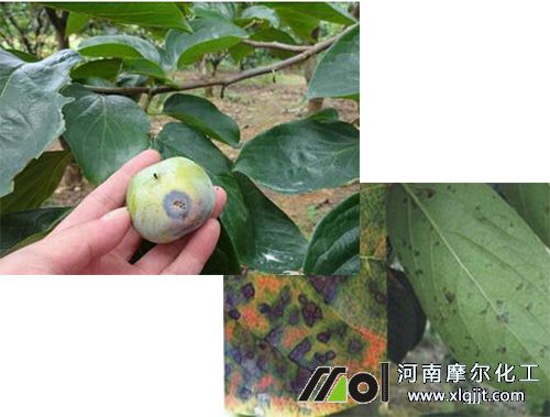 柿子樹(shù)炭疽病 柿子樹(shù)炭疽病