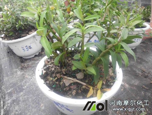 盆栽鐵皮石斛種植方法 盆栽鐵皮石斛種植方法