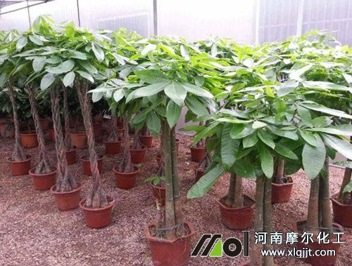 盆栽發(fā)財(cái)樹日常養(yǎng)護(hù) 盆栽發(fā)財(cái)樹日常養(yǎng)護(hù)