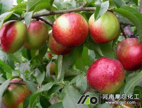 油桃葉面肥好處 油桃葉面肥好處