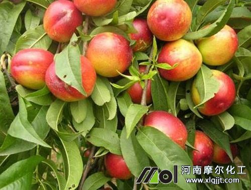 葉面肥使用指南 葉面肥使用指南