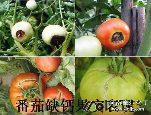 番茄缺鈣果實表現(xiàn) 番茄缺鈣果實表現(xiàn)