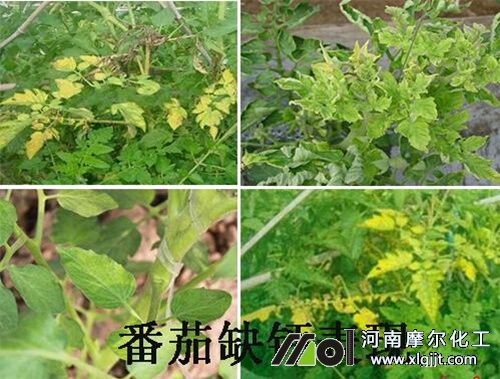 西紅柿缺鈣葉子表現(xiàn) 西紅柿缺鈣葉子表現(xiàn)