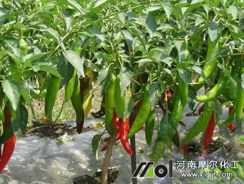 辣椒葉面肥噴施要領(lǐng) 辣椒葉面肥噴施要領(lǐng)