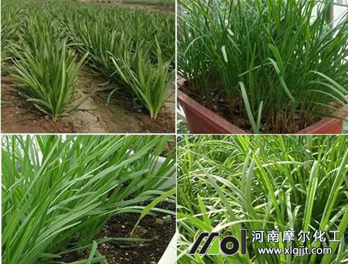 韭菜需肥特點(diǎn) 韭菜需肥特點(diǎn)