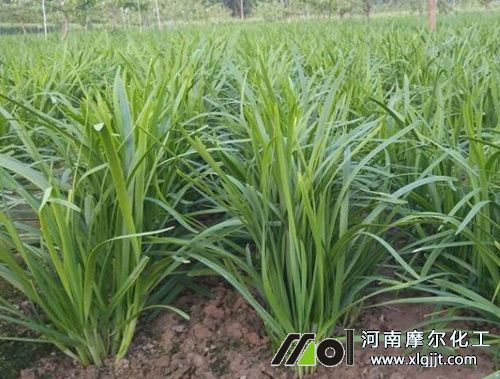 種植韭菜施肥方法 種植韭菜施肥方法