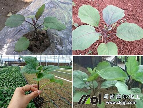 茄子花前追肥 茄子花前追肥