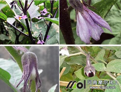 茄子結(jié)果追肥 茄子結(jié)果追肥