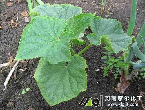 黃瓜苗期噴施葉面肥 黃瓜苗期噴施葉面肥
