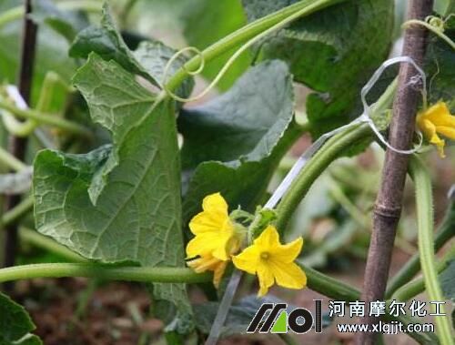 黃瓜結(jié)瓜噴施葉面肥 黃瓜結(jié)瓜噴施葉面肥