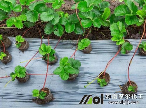 草莓發(fā)芽期追肥 草莓發(fā)芽期追肥