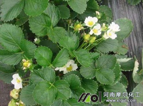 草莓開花期 草莓開花期