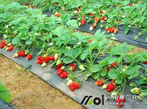 草莓結(jié)果噴施葉面肥 草莓結(jié)果噴施葉面肥