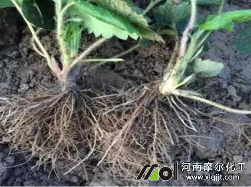 草莓休眠期施肥 草莓休眠期施肥
