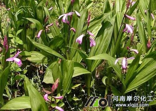 白芨葉面肥選擇 白芨葉面肥選擇