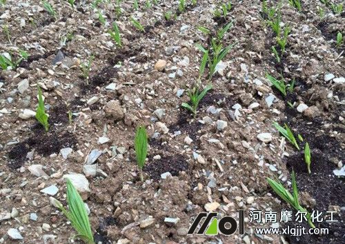 白芨種植技術(shù)方法 白芨種植技術(shù)方法