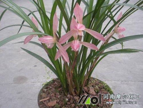 蘭花葉面肥選用 蘭花葉面肥選用