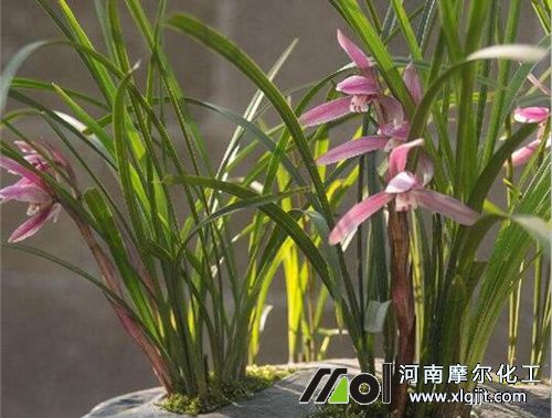 蘭花養(yǎng)護(hù)要點(diǎn) 蘭花養(yǎng)護(hù)要點(diǎn)