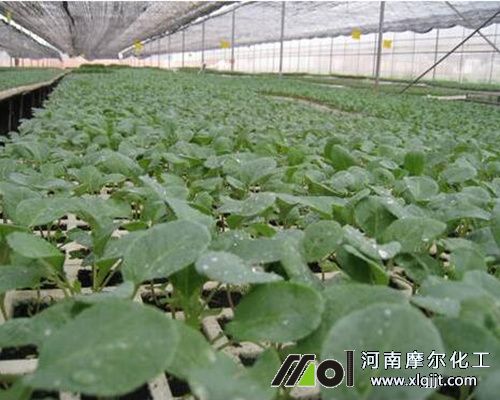 西紅柿育苗與移栽時間 西紅柿育苗與移栽時間