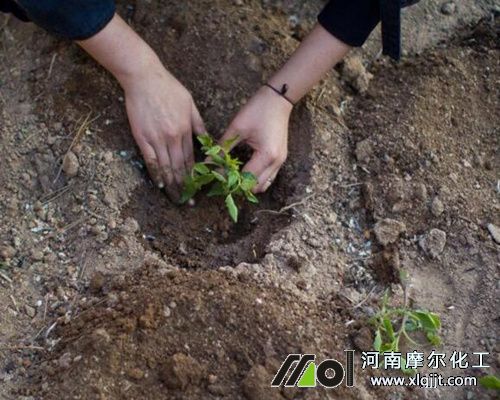 西紅柿移栽注意 西紅柿移栽注意