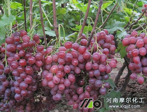 葡萄需肥特點(diǎn) 葡萄需肥特點(diǎn)