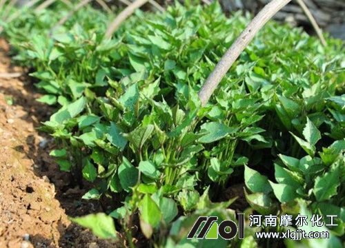 紅薯葉面肥選擇 紅薯葉面肥選擇