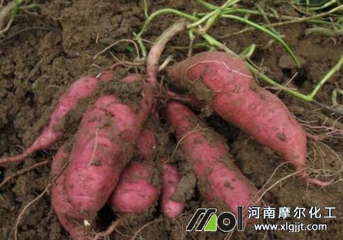 紅薯葉面噴施注意 紅薯葉面噴施注意