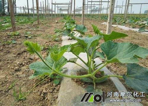 葫蘆結(jié)瓜期追肥 葫蘆結(jié)瓜期追肥