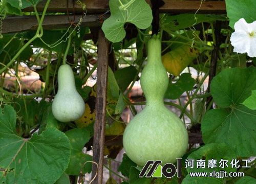 葫蘆需肥特點(diǎn) 葫蘆需肥特點(diǎn)
