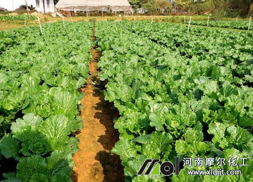 蔬菜葉面肥選擇 蔬菜葉面肥選擇