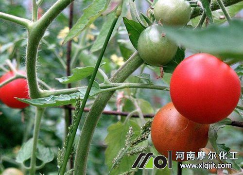 蔬菜葉面肥使用 蔬菜葉面肥使用