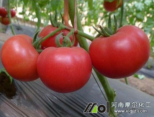 西紅柿坐果施肥 西紅柿坐果施肥