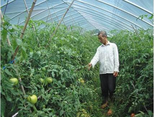 西紅柿葉面肥噴施 西紅柿葉面肥噴施