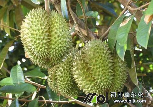 榴蓮結果樹施肥 榴蓮結果樹施肥