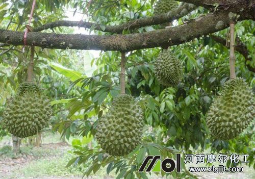 榴蓮管理注意 榴蓮管理注意