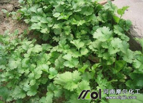 香菜施肥注意 香菜施肥注意