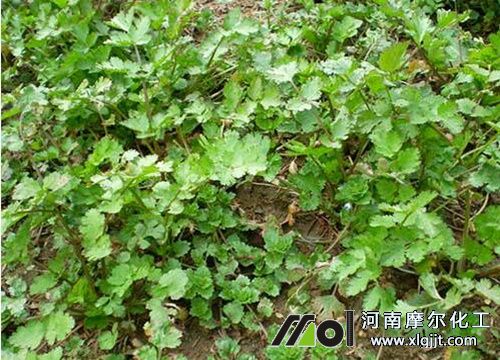 葉面肥用法 葉面肥用法