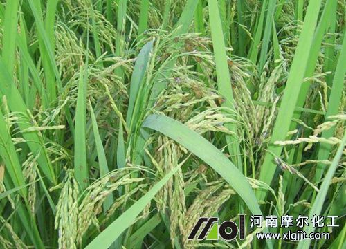 水稻穗肥使用時(shí)間 水稻穗肥使用時(shí)間
